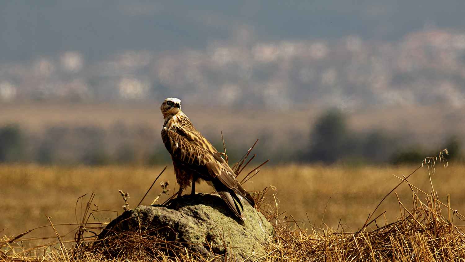 Long-legged Buzzard
